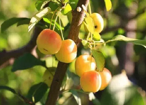 植物百科|小小苹果叫什么名字（像很小苹果的水果名称叫海棠果）