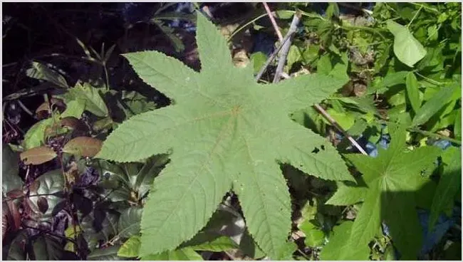 蓖麻种植技术 蓖麻应该怎么种植 | 种植技术