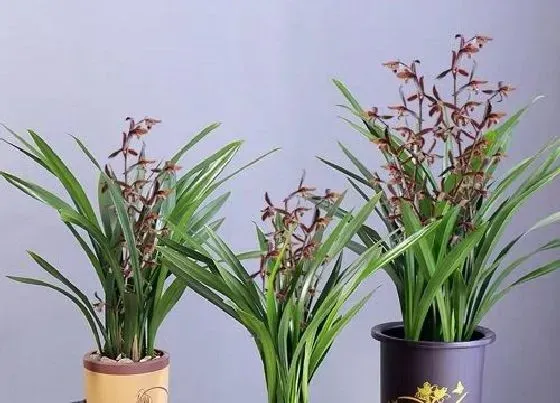 冬天植物|墨兰冬天怕冷吗 冬天最低耐温多少