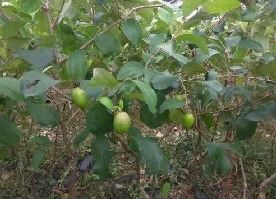 种植管理|青枣什么季节种植合适