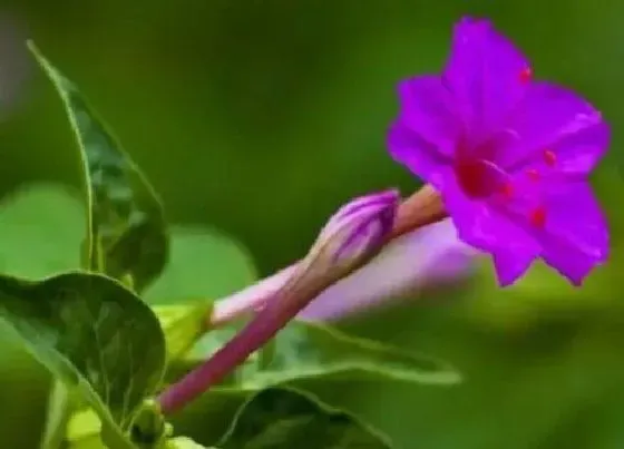 种植方法|紫茉莉种植时间和方法