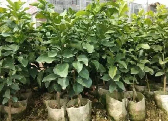 种植管理|沙糖桔的种植技术与管理