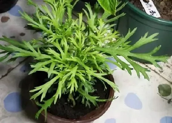 冬天植物|玛格丽特花耐寒吗