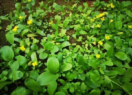 种植管理|高温种植蔬菜的技巧，高温对蔬菜生长影响的应对措施）