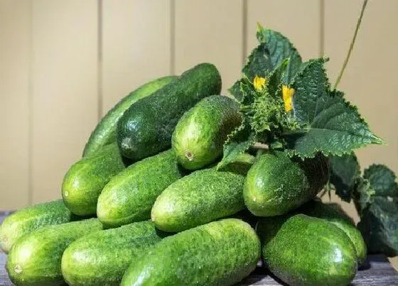种植方法|秋黄瓜种植时间和方法