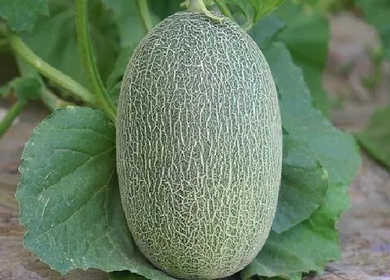 果实成熟|哈密瓜什么季节成熟上市 成熟期是几月份