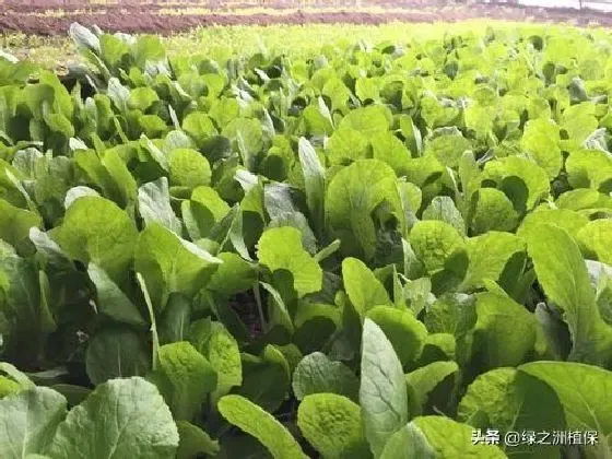 种植管理|四季小白菜种植方法，四季速生小白菜高产播种及管理技术）