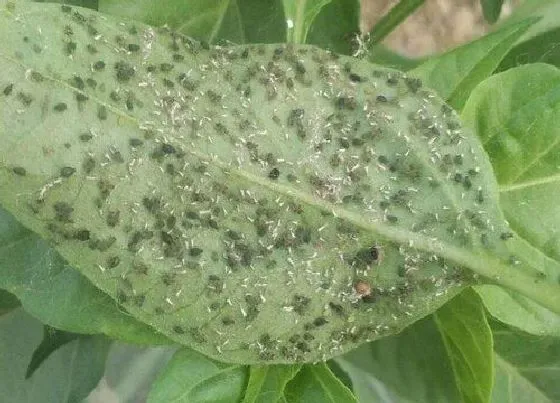 植物育苗|辣椒如何栽培才能高产，如何让辣椒苗长得快产量高）