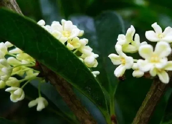 植物百科|桂花有籽吗