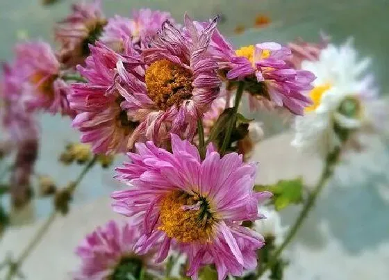 花卉百科|八月开的花有哪些 8月份是什么花开的季节
