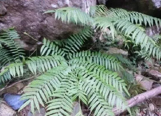 植物种类|龙骨风是国家保护植物吗