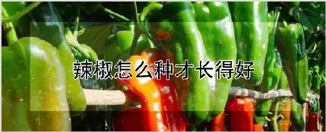 辣椒怎么种才长得好 | 耕种资料