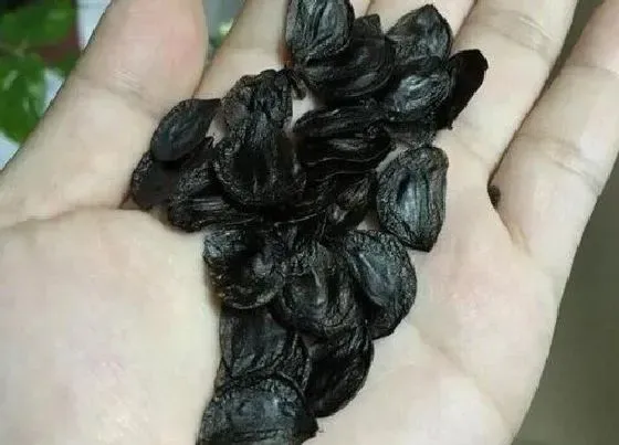 植物播种|朱顶红怎么留种子