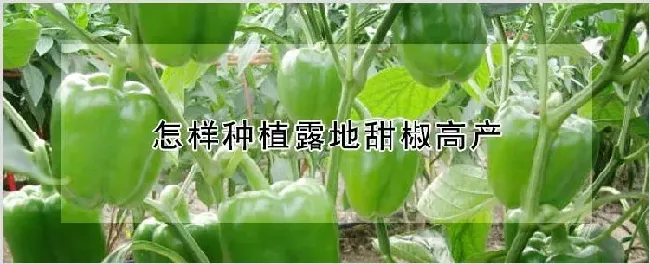 怎样种植露地甜椒高产 | 养殖技术