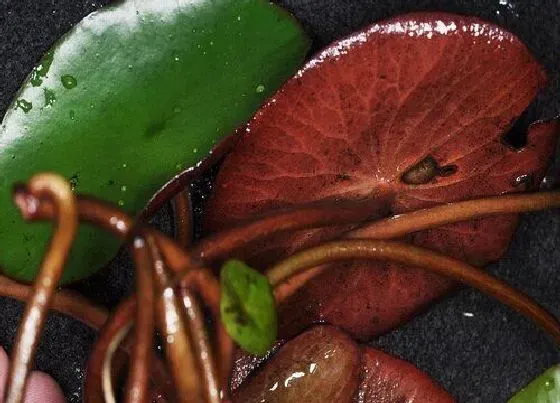 植物百科|莼菜是什么植物