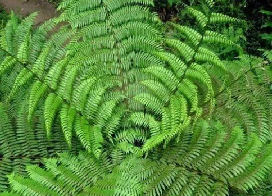 植物种类|龙骨风是国家保护植物吗