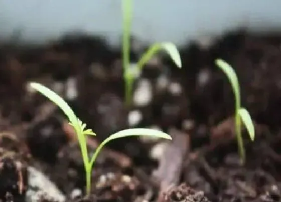 植物育苗|胡萝卜几天发芽出苗 种子几天发芽出土