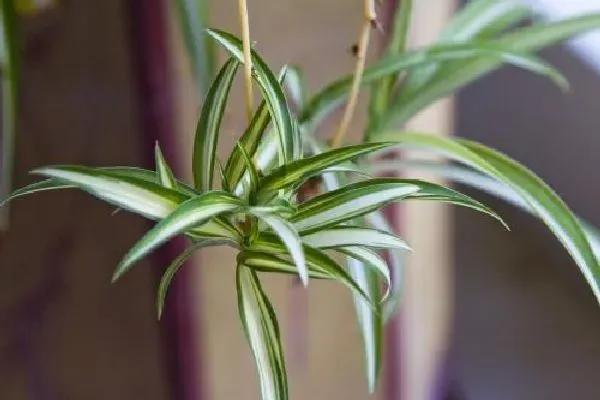 植物换土|吊兰怎么换土 换土换盆时间和方法