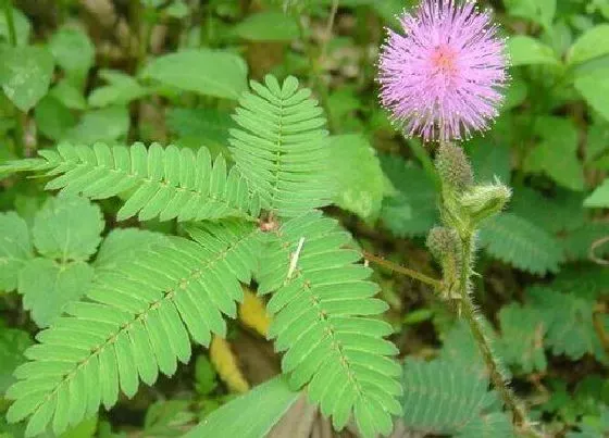 开花时间|含羞草一年开几次花