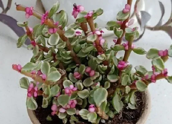 冬天植物|金枝玉叶耐寒吗