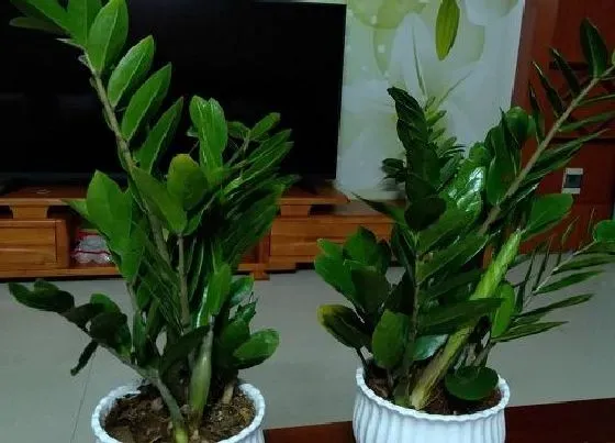 植物繁殖|金钱树太大了怎样分株，金钱树分株分小苗还是老苗）