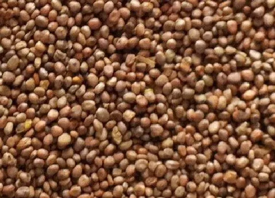 种子|莱菔子是什么植物的种子