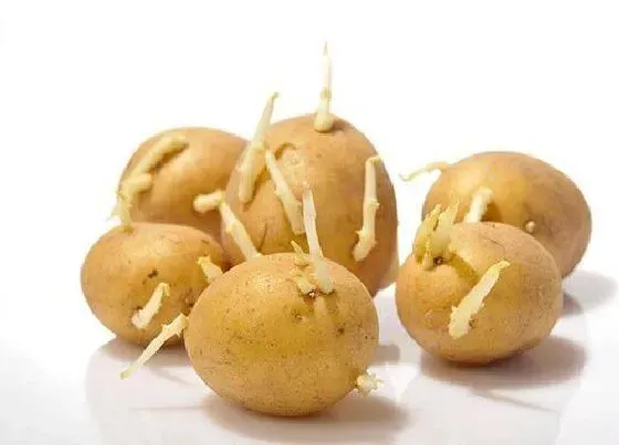 食用常识|土豆发芽了可以吃吗 看完就知道了（家里土豆发芽有毒吗）