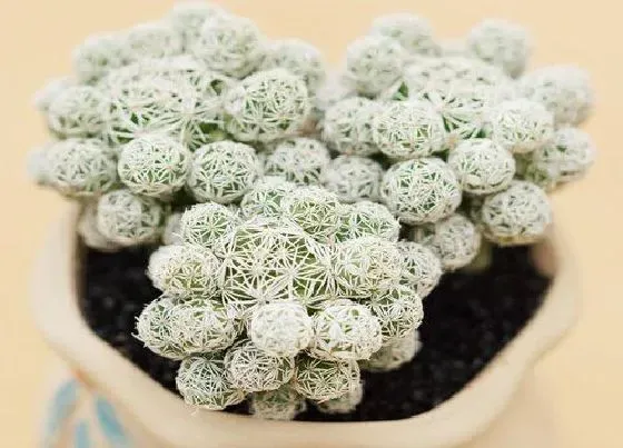 植物百科|白鸟会开花吗 在什么时候开花