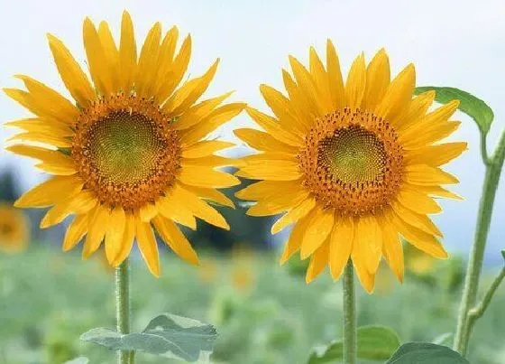 花卉百科|代表忠诚的花