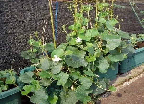 植物浇水|葫芦浇水的正确方法