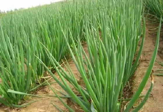 植物施肥|大葱什么时候追肥合适 高产追肥方法