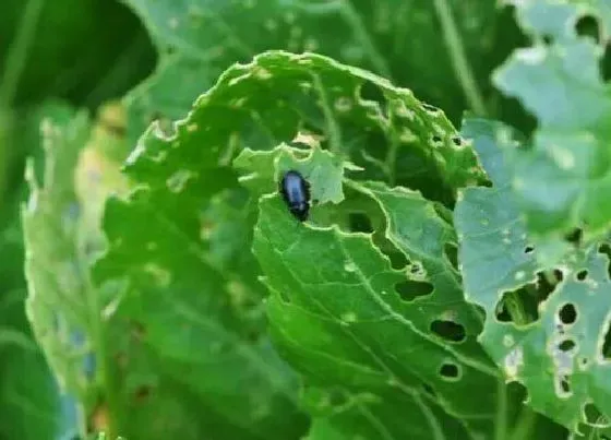 植物虫害|小白菜病虫害防治方法与技术措施