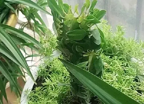 植物浇水|龙骨花几天浇一次水 春夏秋冬各不同