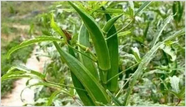 秋葵种植前景和高产栽培技术 | 耕种资料