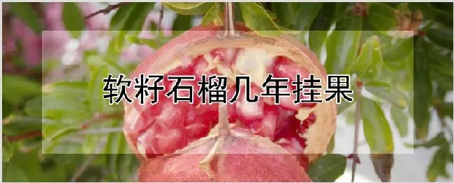 软籽石榴几年挂果 | 耕种资料