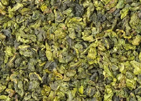 果实成熟|铁观音采摘时间和收获季节