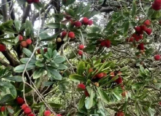 果实科普|羊奶果几月开花几月结果 野生羊奶果几月份成熟