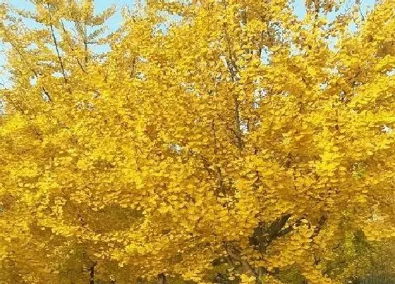 植物百科|银杏树什么时候最好看（11月至12月是银杏最佳观赏期）