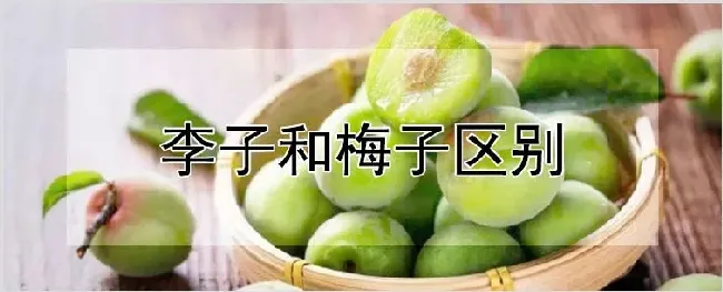 李子和梅子区别 | 耕种资料