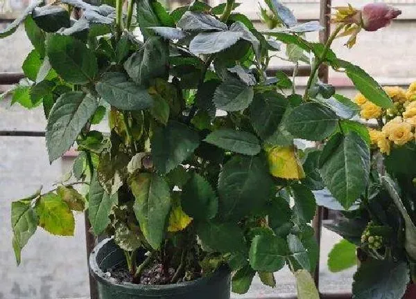 植物换土|盆栽月季换土时间和方法