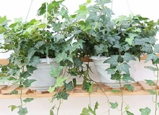 植物修剪|常春藤怎么修剪方法