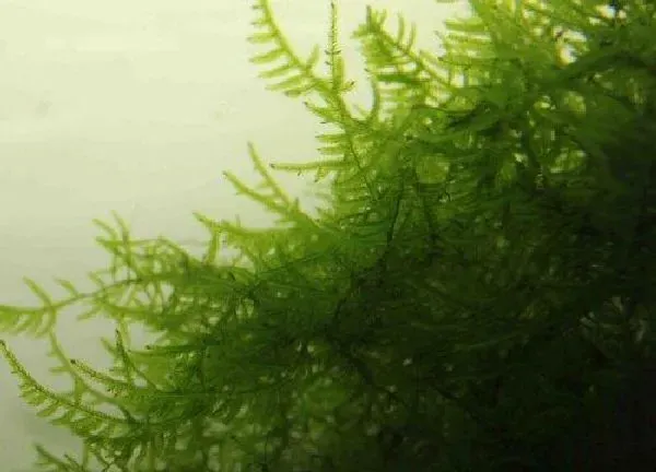 养殖方法|慕斯水草怎么长得好