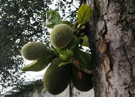 种植管理|木菠萝几年结果实