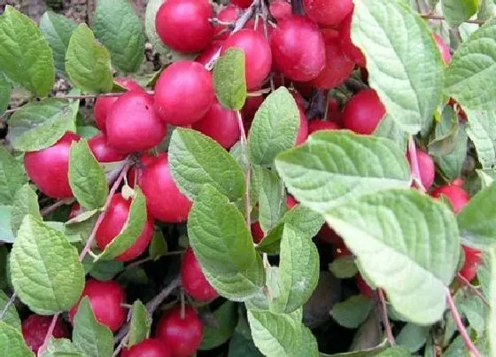 种植管理|钙果树几年结果 种植多少年能开花结果