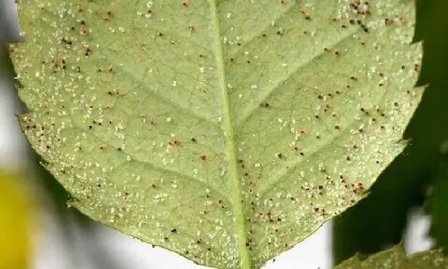 植物虫害|生物防治红蜘蛛的方法（高温对红蜘蛛容易爆发的影响）