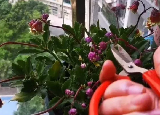 植物修剪|灯笼花怎么修剪方法