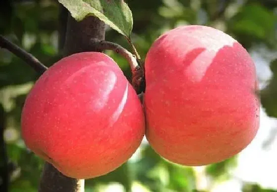 植物嫁接|苹果树什么时候嫁接成活率高