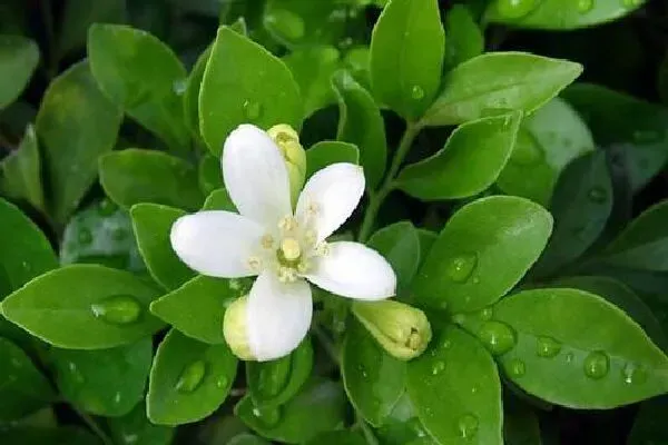 植物浇水|九里香浇水时间、正确方法和注意事项