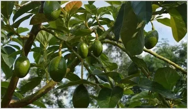 牛油果几年结果？牛油果五大种植步骤 | 农业技术