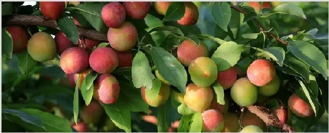 青梅是李子吗 | 农业科普